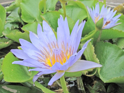 blue lotus